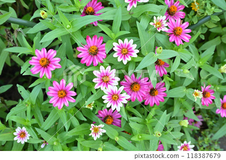 盛夏的比努馬湖花壇 盛夏的比努馬湖花壇 118387679