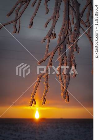 Birch trees in hoarfrost 118388014