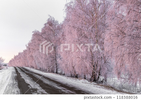 Birch trees in hoarfrost 118388016