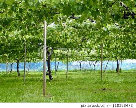 Shine Muscat during harvest season Shine Muscat during harvest season 118388478
