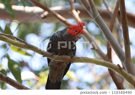 A beautiful male red-cockaded cockatoo found in Victoria, Austria. A beautiful male red-cockaded cockatoo found in Victoria, Austria. 118388490