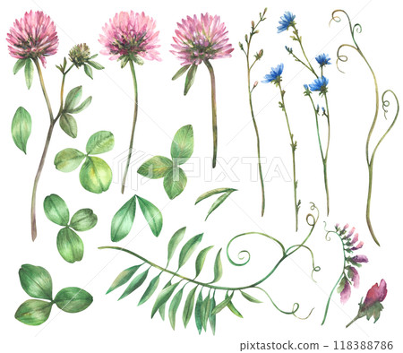 Wildflower set. Pink Clover, blue chicory flowers, meadow Mouse pea, grass, green creeper. Watercolor leaves and buds Botanical hand drawn illustration. Realistic Field herbs Isolated from background  118388786
