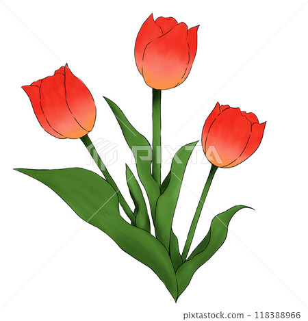 鬱金香插圖素材 118388966