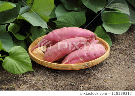 地瓜田 地瓜 地瓜田 地瓜 118389313