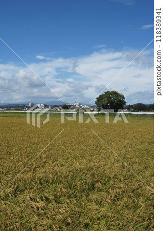 Autumn with rice ears swaying in the wind Autumn with rice ears swaying in the wind 118389341