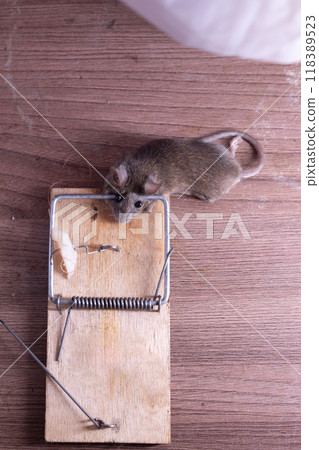 A small mouse is currently sitting inside a mousetrap placed on a wooden table 118389523