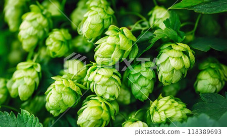 Image of hops, an ingredient in beer 03 118389693