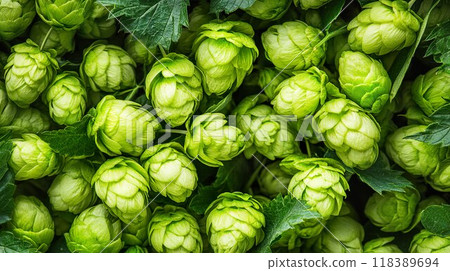 Image of hops, an ingredient in beer 02 118389694