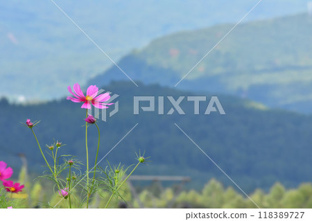 開花在高原的波斯菊 118389727