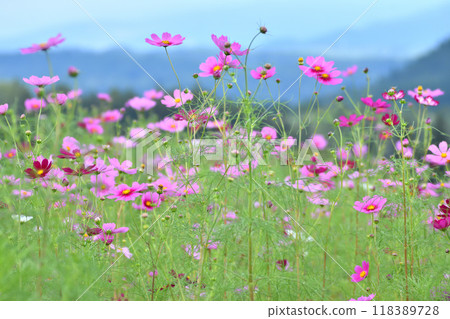 開花在高原的波斯菊 118389728