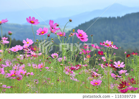 開花在高原的波斯菊 118389729