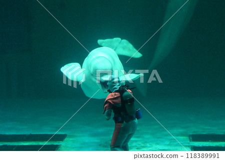 Beluga 118389991