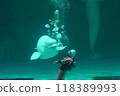 Beluga 118389993