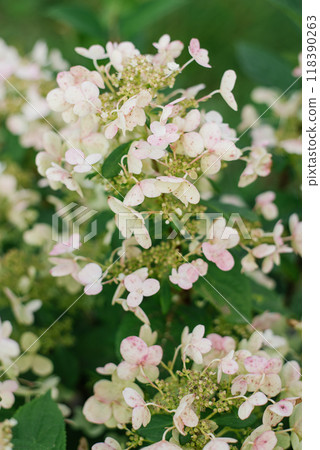 Bouquet of white and pink flowers of paniculate hydrangea Wim's Red with green leaves Bouquet of white and pink flowers of paniculate hydrangea Wim's Red with green leaves 118390263