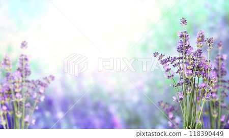 Purple lavender flowers on sunny beautiful nature spring background. Summer scene with fresh lavandula flower of lilac color. Blooming lavender field. Horizontal spring banner. Copy space for text Purple lavender flowers on sunny beautiful nature spring background. Summer scene with fresh lavandula flower of lilac color. Blooming lavender field. Horizontal spring banner. Copy space for text 118390449