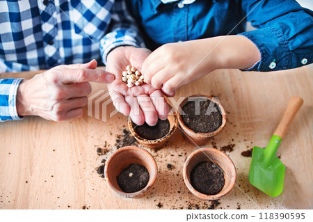 Planting seedlings. Vegetable seeds in the palm, planted into small terracotta pots. Close up. 118390595