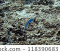 黑尾黑百合和石斑蝦虎魚 118390683