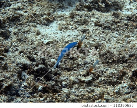 黑尾黑百合和石斑蝦虎魚 黑尾黑百合和石斑蝦虎魚 118390683