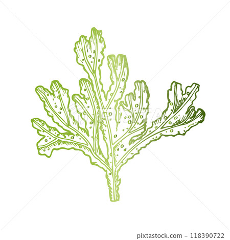 Vector green coral. Hand painted line reef sketch. Graphic tropical clip art isolated on background. Underwater illustration. For designers, invitations, decoration, postcards, wrapping paper 118390722