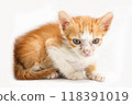 Close up yellow and white tabby kitten cat. 118391019