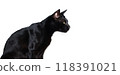 Close up The Black cat  isolated on white background.Close up The Black cat  isolated on white background. 118391021