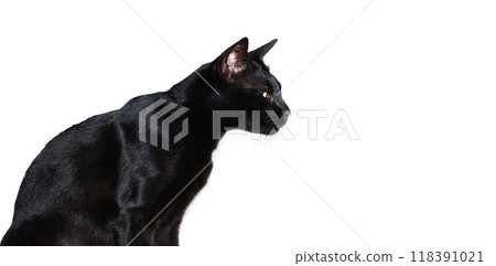 Close up The Black cat  isolated on white background.Close up The Black cat  isolated on white background. 118391021