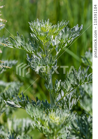 Silver green Wormwood leaves background. Artemisia absinthium, absinthe wormwood plant in herbal kitchen garden, close up, macro 118391184