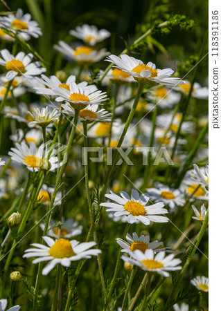 Wild daisy flowers growing on meadow, white chamomiles. Oxeye daisy, Leucanthemum vulgare, Daisies, Dox-eye, Common daisy, Dog daisy, Gardening concept Wild daisy flowers growing on meadow, white chamomiles. Oxeye daisy, Leucanthemum vulgare, Daisies, Dox-eye, Common daisy, Dog daisy, Gardening concept 118391186