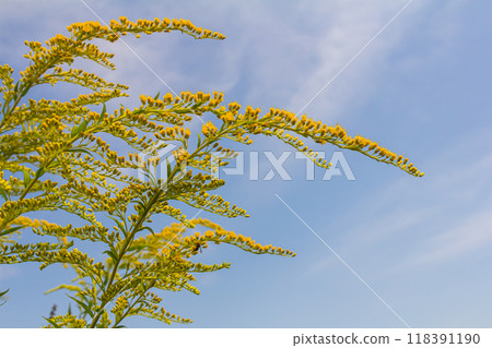 The wild flowers of Solidago altissima in autumn 118391190