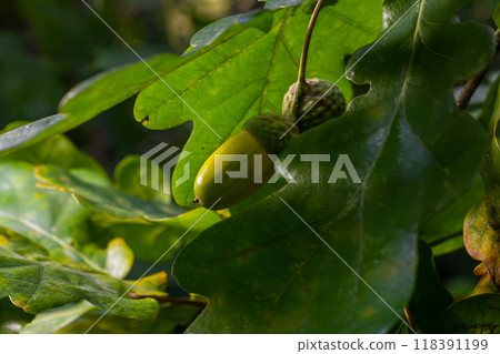 Oak branch with green leaves and acorns on a sunny day. Oak tree in summer. Blurred leaf background. Oak branch with green leaves and acorns on a sunny day. Oak tree in summer. Blurred leaf background. 118391199