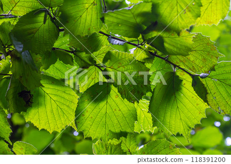 Fresh green Hazel leaves close up on branch of tree in spring with translucent structures against blurred background. Natural background Fresh green Hazel leaves close up on branch of tree in spring with translucent structures against blurred background. Natural background 118391200