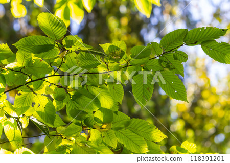 Green leaves of hornbeam seen from underneath the tree in summer Green leaves of hornbeam seen from underneath the tree in summer 118391201