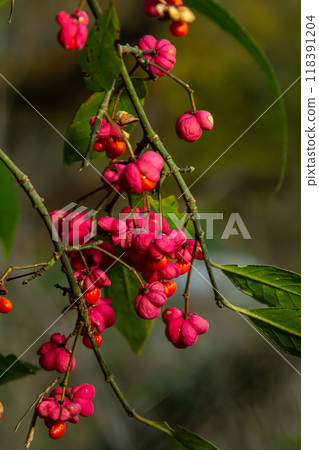 Euonymus europaeus european common spindle capsular ripening autumn fruits, red to purple or pink colors with orange seeds, autumnal colorful leaves Euonymus europaeus european common spindle capsular ripening autumn fruits, red to purple or pink colors with orange seeds, autumnal colorful leaves 118391204