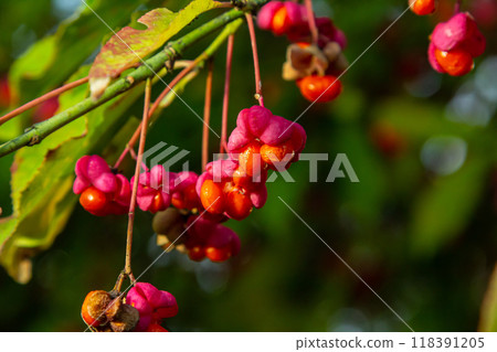 Euonymus europaeus european common spindle capsular ripening autumn fruits, red to purple or pink colors with orange seeds, autumnal colorful leaves Euonymus europaeus european common spindle capsular ripening autumn fruits, red to purple or pink colors with orange seeds, autumnal colorful leaves 118391205
