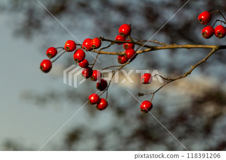 Green branches of hawthorn strewn with red berries 118391206