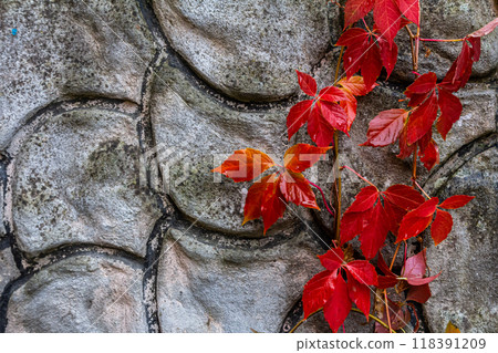 View of beautiful red discolored leaves of a Parthenocissus tricuspidata plant on a gray stone wall, copy space 118391209