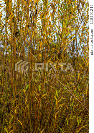 Salix purpurea purple willow or osier is a species of Salix native to most of Europe. Purple willow catkin, Salix purpurea 118391215