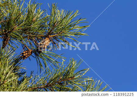 Close-up on a pretty pine cone hanging from its branch and surrounded by its green thorns. Pine cone, pine thorns, pine branch and blue sky 118391225