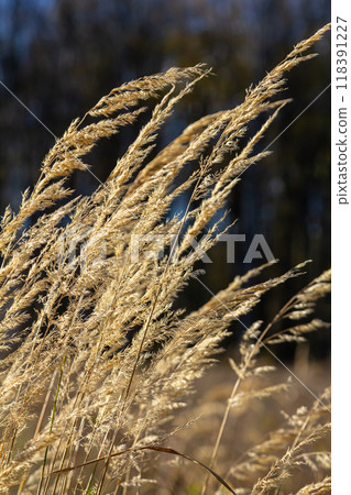 Inflorescence of wood small-reed Calamagrostis epigejos on a meadow Inflorescence of wood small-reed Calamagrostis epigejos on a meadow 118391227