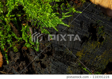 Precious drops of water from the morning dew covering an isolated plant of Ceratodon purpureus that is growing on the rock, purple moss, Burned ground moss on the stone, warm colours closeup Precious drops of water from the morning dew covering an isolated plant of Ceratodon purpureus that is growing on the rock, purple moss, Burned ground moss on the stone, warm colours closeup 118391228