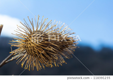 The fruits of Arctium lappa greater burdock, close-up of a plant with pointed spines in sunlight 118391235