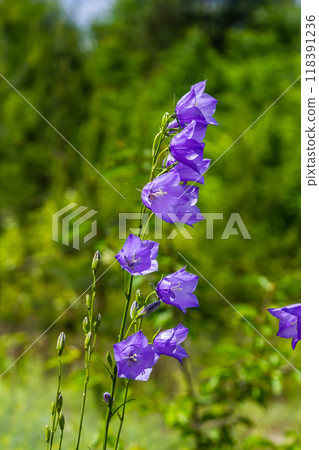 Photo of Campanula latifolia flower, broad-leaved bellflower, urple, botany forest meadow, spring flowering plant forest, nature macro photo Photo of Campanula latifolia flower, broad-leaved bellflower, urple, botany forest meadow, spring flowering plant forest, nature macro photo 118391236