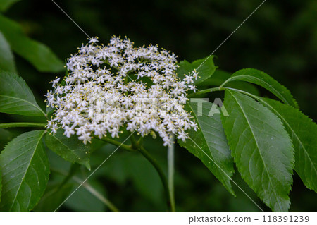 Flower buds and flowers of the Black Elder in spring, Sambucus nigra Flower buds and flowers of the Black Elder in spring, Sambucus nigra 118391239