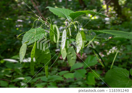 Lunaria plant with Unripe green seedpod and green leaves in garden. Lunaria annua, called honesty or annual honesty Lunaria plant with Unripe green seedpod and green leaves in garden. Lunaria annua, called honesty or annual honesty 118391240