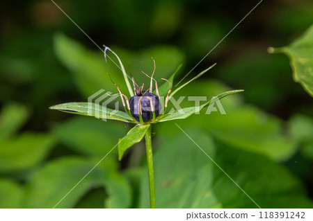 Very poisonous plant Raven's eye four-leaf Paris quadrifolia also known, berry or True Lovers Knot growing in the wild in a forest Very poisonous plant Raven's eye four-leaf Paris quadrifolia also known, berry or True Lovers Knot growing in the wild in a forest 118391242