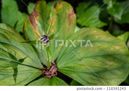 Very poisonous plant Raven's eye four-leaf Paris quadrifolia also known, berry or True Lovers Knot growing in the wild in a forest 118391243