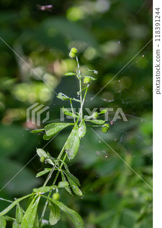 Seed and leaves of the galium aparine or stickybud plant Seed and leaves of the galium aparine or stickybud plant 118391244