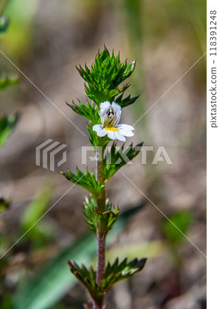 Tiny wild eyebright or eyewort - Euphrasia rostkoviana - flowers growing on summer meadow, closeup macro detail Tiny wild eyebright or eyewort - Euphrasia rostkoviana - flowers growing on summer meadow, closeup macro detail 118391248
