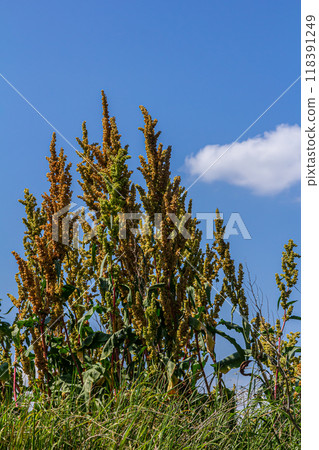 Part of a sorrel bush Rumex confertus growing in the wild with dry seeds on the stem Part of a sorrel bush Rumex confertus growing in the wild with dry seeds on the stem 118391249