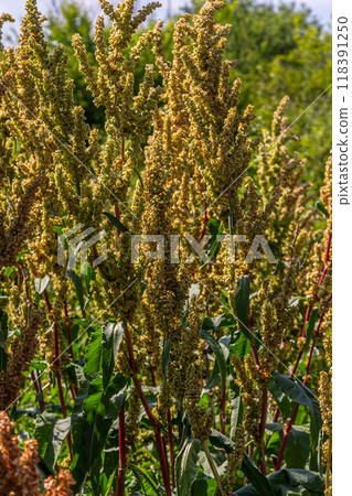 Part of a sorrel bush Rumex confertus growing in the wild with dry seeds on the stem Part of a sorrel bush Rumex confertus growing in the wild with dry seeds on the stem 118391250